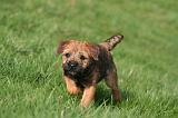 BORDER TERRIER 142